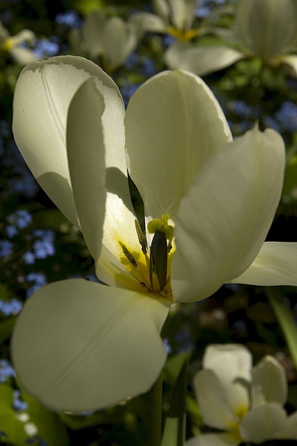 Tulipa greigii