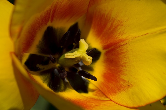 Tulipa greigii