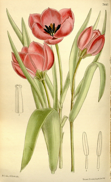 Tulipe botanique