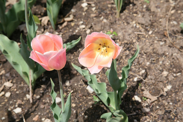 Tulipe botanique