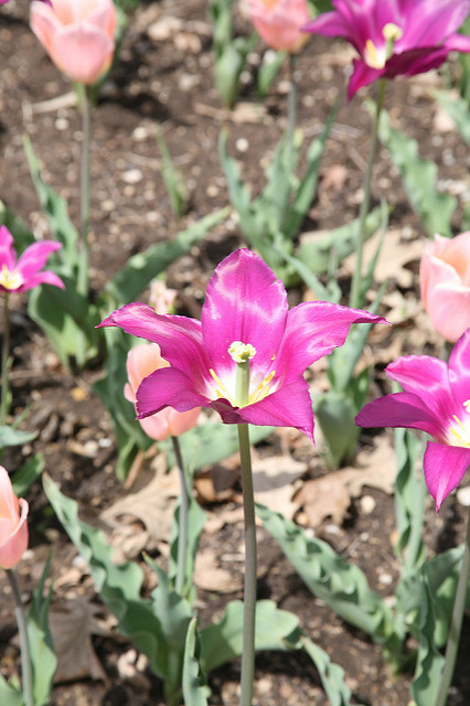 Tulipe botanique