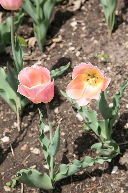 Tulipe botanique