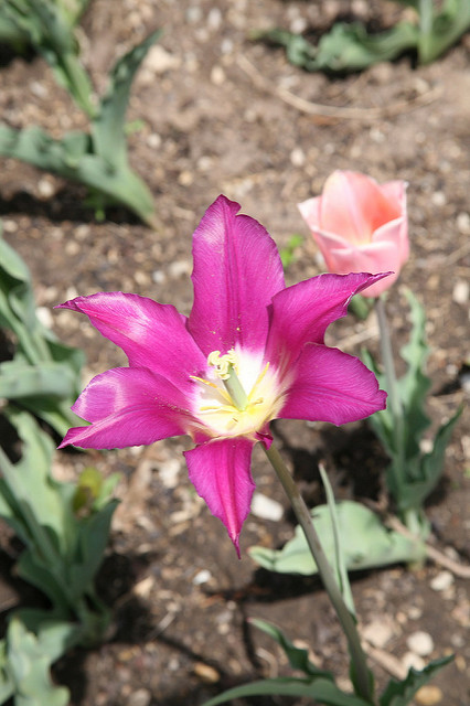 Tulipe botanique
