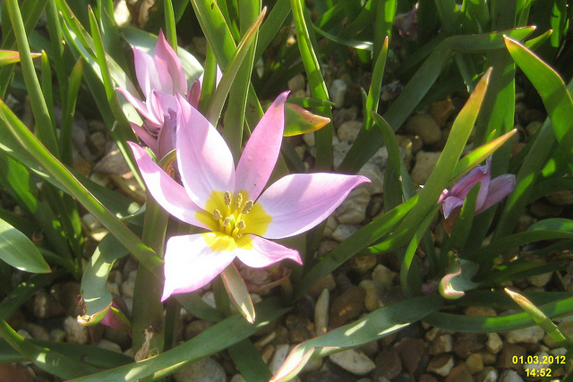 Tulipe botanique (Tulipa humilis)
