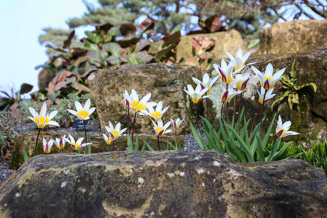 Tulipe nénuphar
