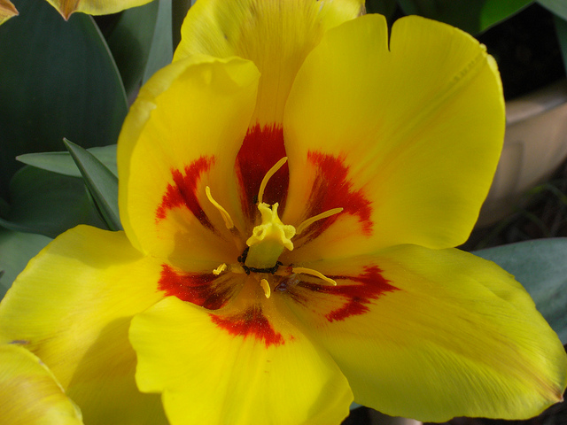 Tulipe nénuphar