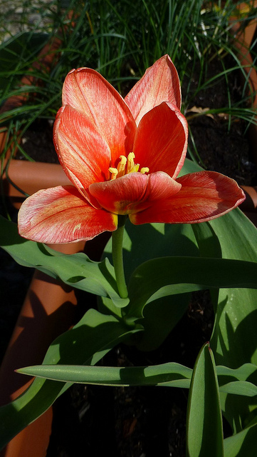 Tulipe nénuphar