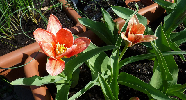 Tulipe nénuphar