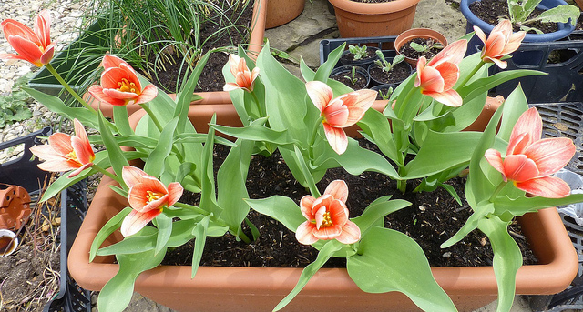 Tulipe nénuphar