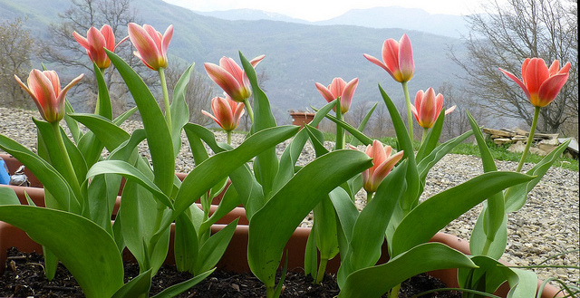 Tulipe nénuphar (Tulipa kaufmanniana)