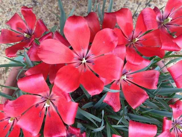 Tulipa linifolia (Tulipa linifolia)