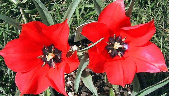 Tulipa linifolia