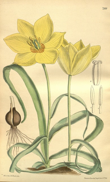 Tulipa linifolia