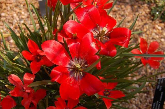 Tulipa linifolia