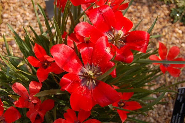 Tulipa linifolia