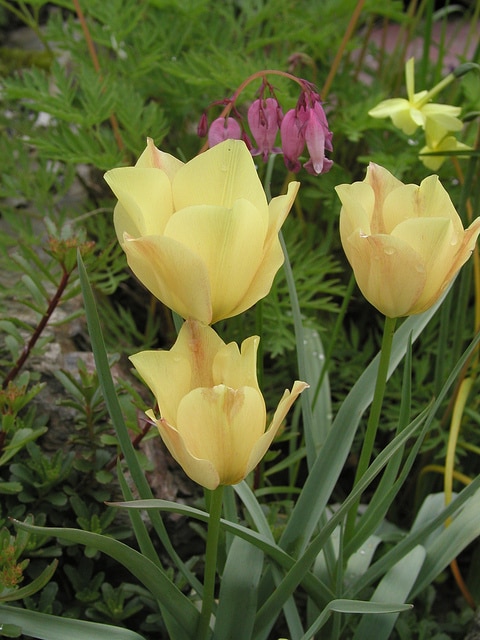 Tulipa linifolia