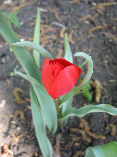 Tulipa montana