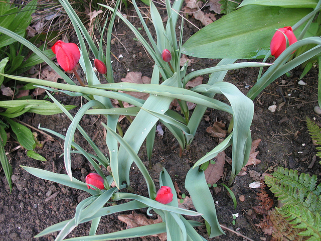 Tulipa montana