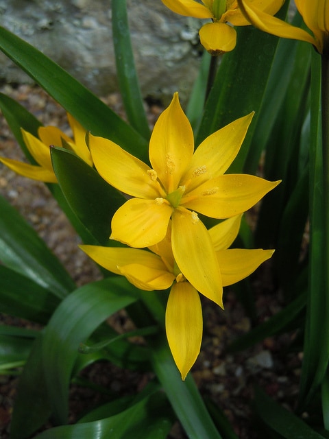 Tulipa neustruevae (Tulipa neustruevae)