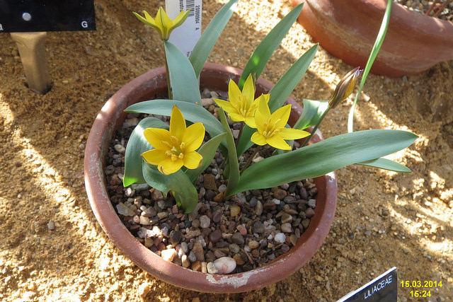 Tulipa neustruevae