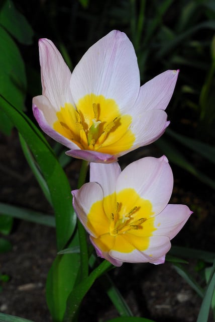 Tulipa saxatilis