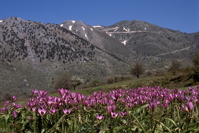 Tulipa saxatilis