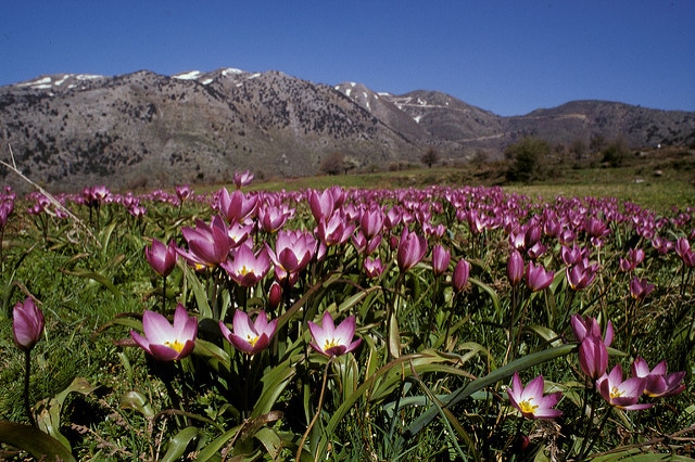 Tulipa saxatilis