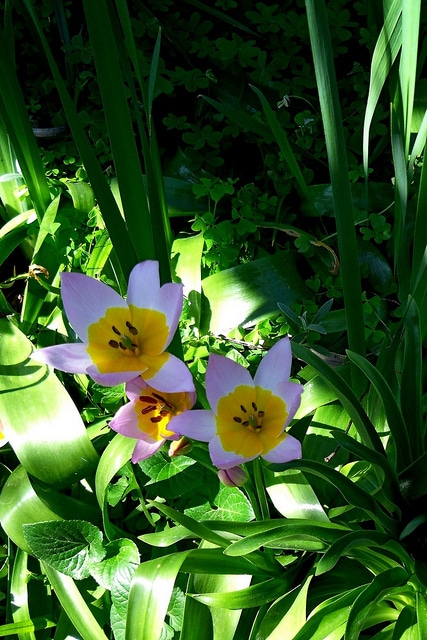 Tulipa saxatilis