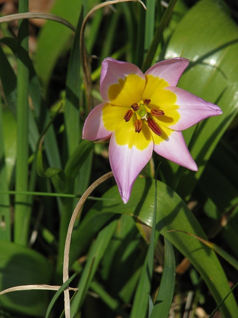 Tulipa saxatilis