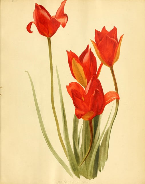 Tulipa sprengeri (Tulipa sprengeri)