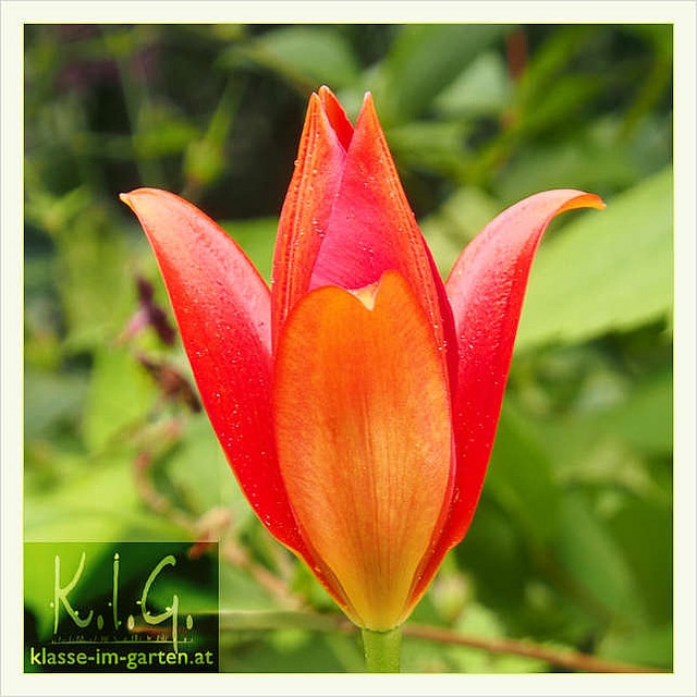 Tulipa sprengeri