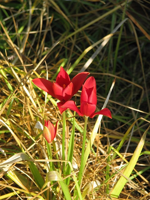 Tulipa sprengeri