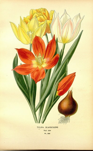 Tulipa suaveolens (Tulipa suaveolens)