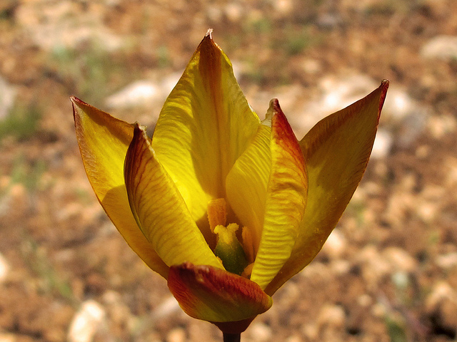 Tulipe des bois