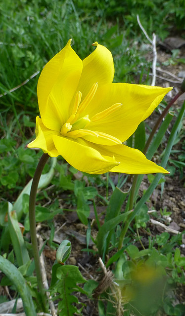 Tulipe des bois