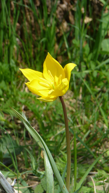 Tulipe des bois