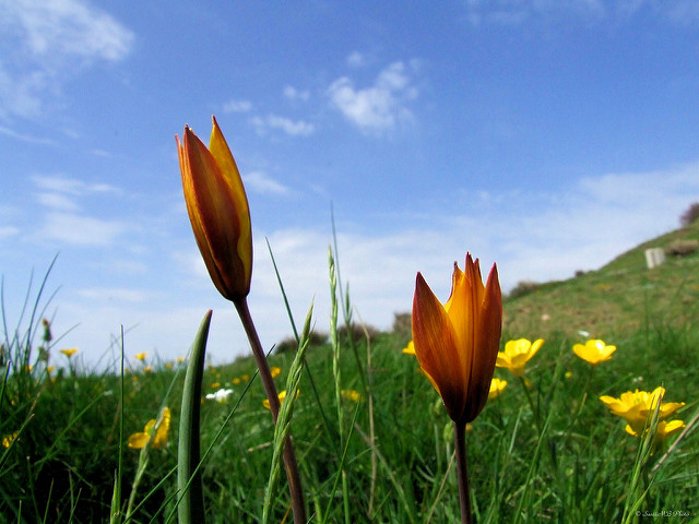 Tulipe des bois
