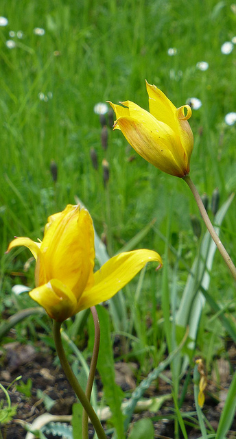 Tulipe des bois