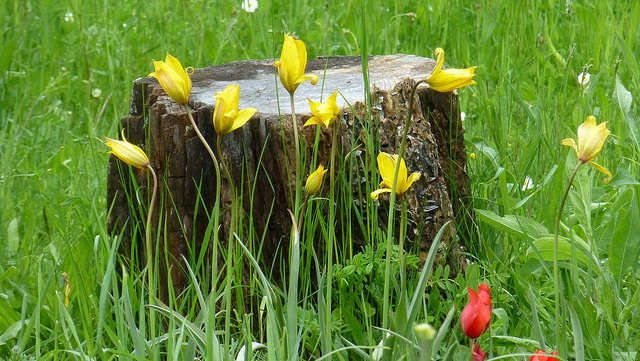 Tulipe des bois (Tulipa sylvestris)