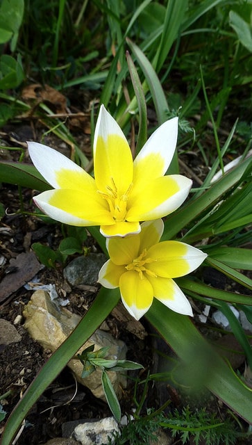 Tulipa tarda (Tulipa tarda)