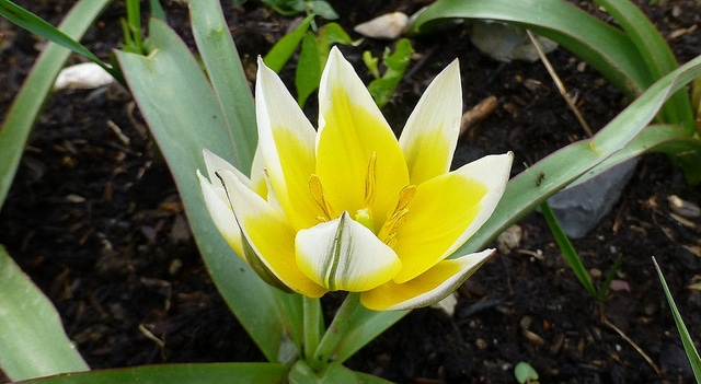 Tulipa tarda