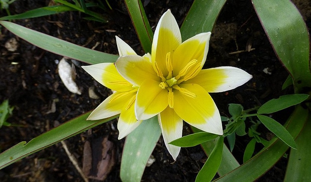 Tulipa tarda