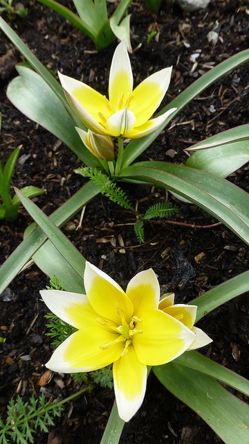 Tulipa tarda