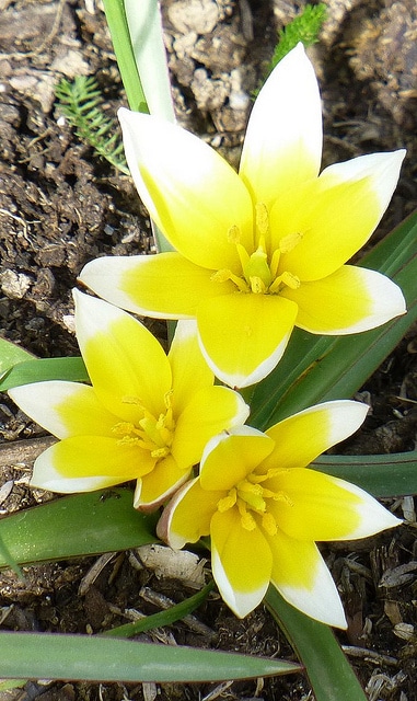 Tulipa tarda