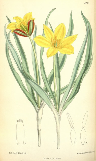 Tulipa tetraphylla (Tulipa tetraphylla)