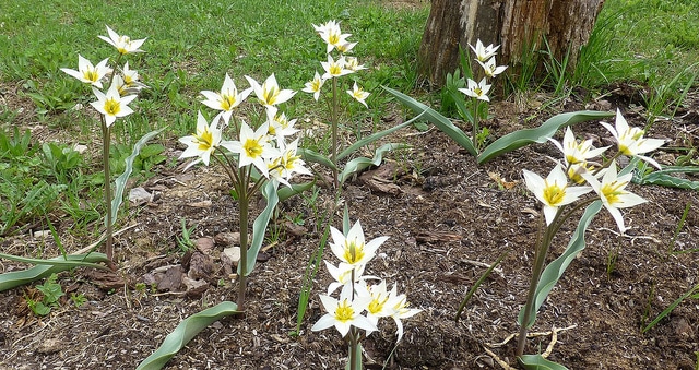 Tulipa turkestanica