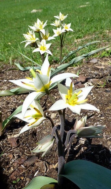 Tulipa turkestanica