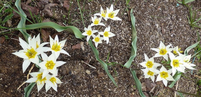 Tulipa turkestanica