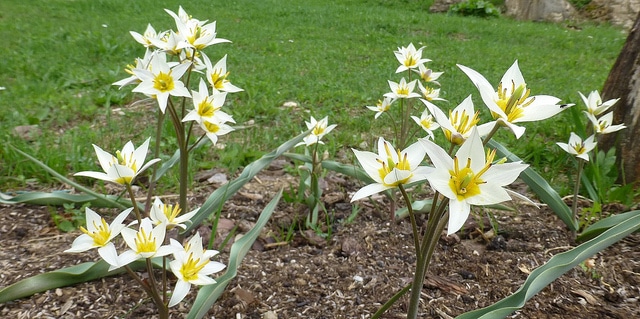 Tulipa turkestanica