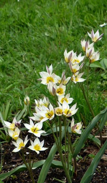Tulipa turkestanica